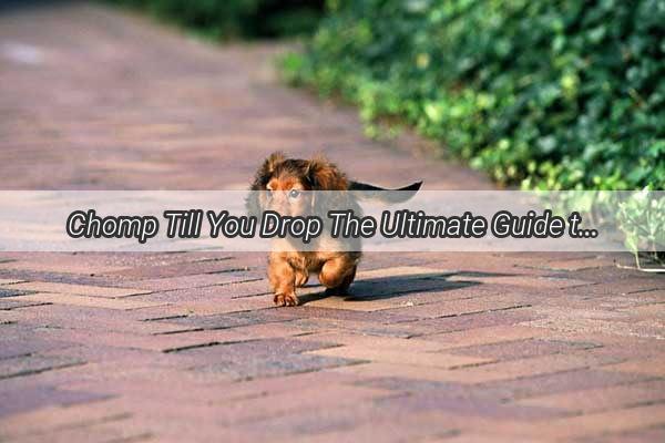 Chomp Till You Drop The Ultimate Guide to the Best Bones for Your Dogs Dental Health